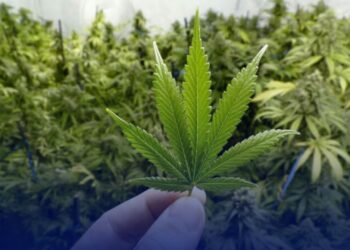 أول دواء مغربي مصنوع من القنب الهندي لعلاج الصرع