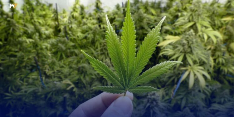 أول دواء مغربي مصنوع من القنب الهندي لعلاج الصرع