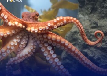 أكادير :حملة شرسة قبيل انطلاق الموسم الشتوي للأخطبوط