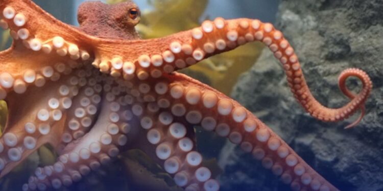 أكادير :حملة شرسة قبيل انطلاق الموسم الشتوي للأخطبوط