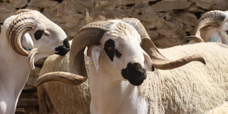 ارتفاع أسعار الأضاحي في 2025: عوامل اقتصادية وطبيعية وراء الزيادة الكبيرة