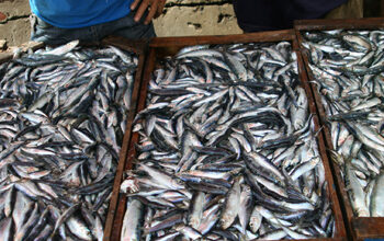 برلمانية تطالب بفتح تحقيق حول ارتفاع أسعار السمك بالمغرب