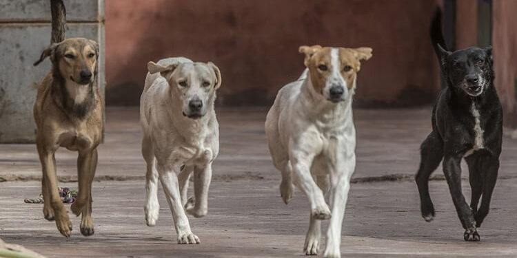 أكادير: ساكنة حي رياض السلام تطالب أخنوش بالتدخل  للحد من انتشار الكلاب الضالة