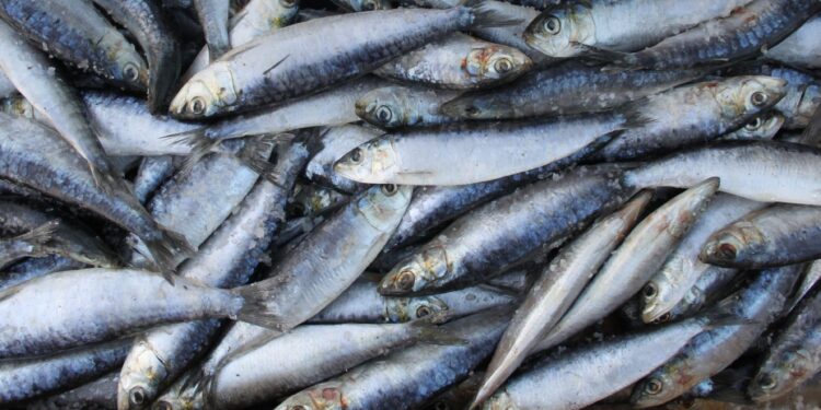 انطلاق موسم صيد السردين بالمغرب بعد فترة الراحة البيولوجية