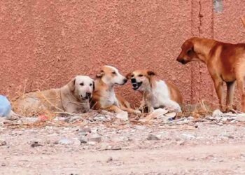 سيدي إفني : عامل الإقليم يأمر بحملات ميدانية لمواجهة ظاهرة الكلاب الضالة