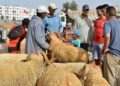 ظاهرة الشناقة التي اكتسحت كل المجالات ، من يسندها ؟ متى يتم شنقها ؟ وكيف السبيل إلى ذلك ؟